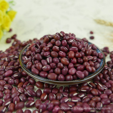 Petit haricot rouge avec la plus haute qualité